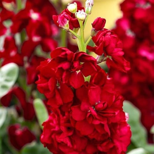 بذور المنثور | أحمر