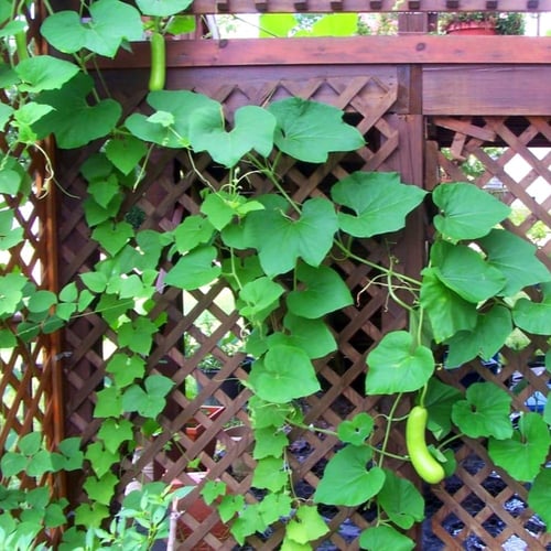 بذور قرع نجدي