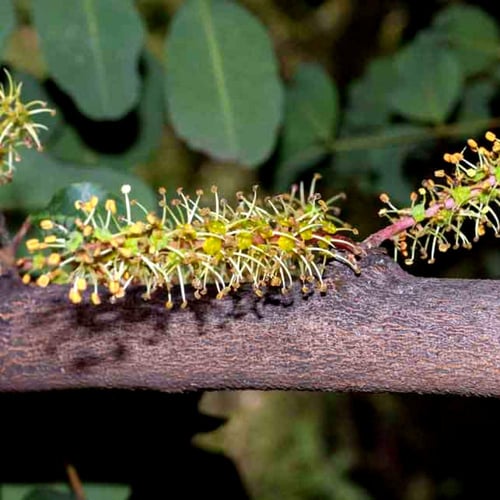 بذور الخروب