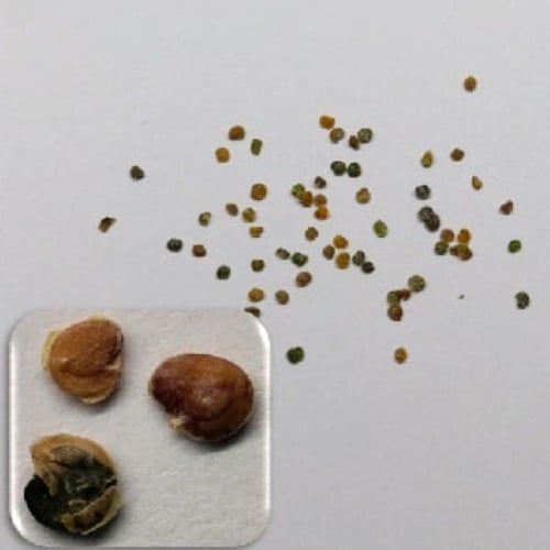 بذور المنثور | أبيض