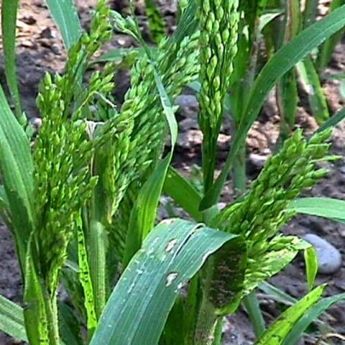 بذور بونيكام أسباني