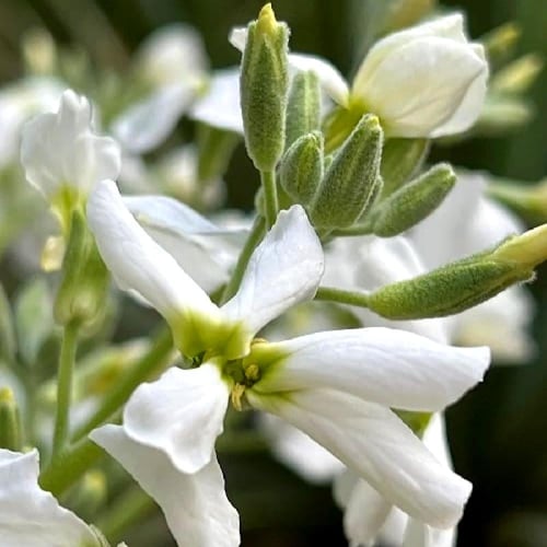 بذور المنثور | أبيض