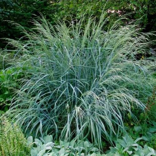 بذور بلوبانيك