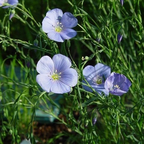 بذور الكتان