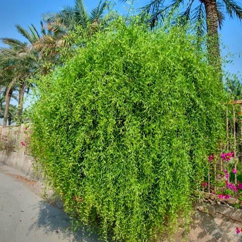 بذور الاراك