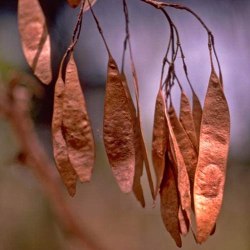 بذور السرسوع