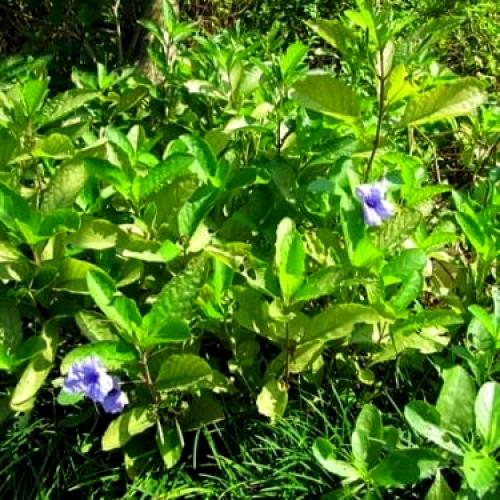 بذور رويليا