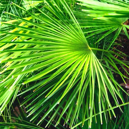 بذور نخيل شاميروبس