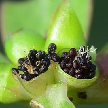 بذور الرجلة