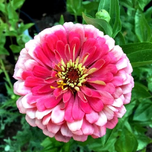 بذور الزينيا