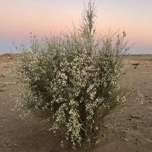 بذور شجرة الرتم