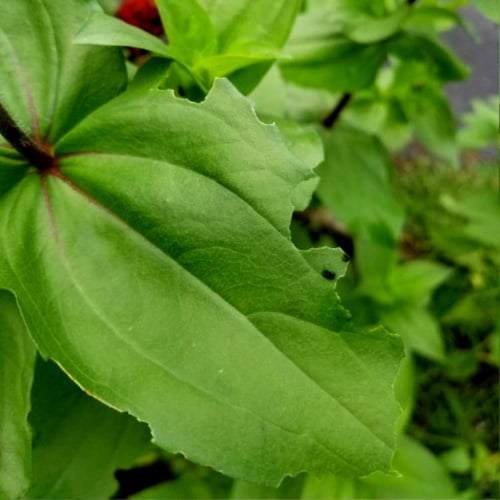 بذور الزينيا