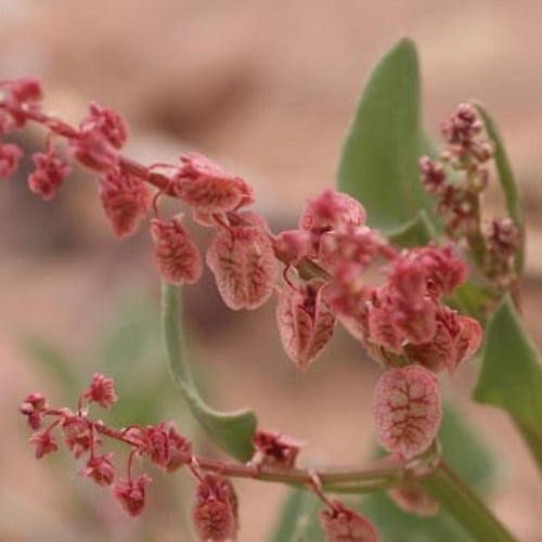 بذور الحميض