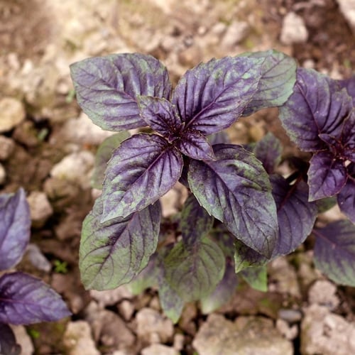 بذور الريحان الليلي