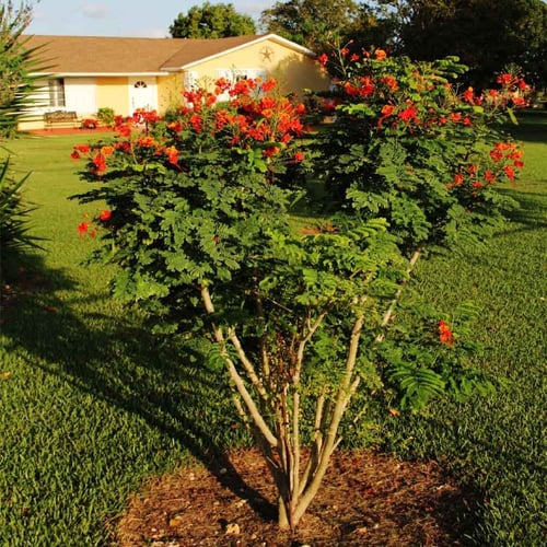 بذور سيسالبينيا أو زهرة الطاووس | أحمر