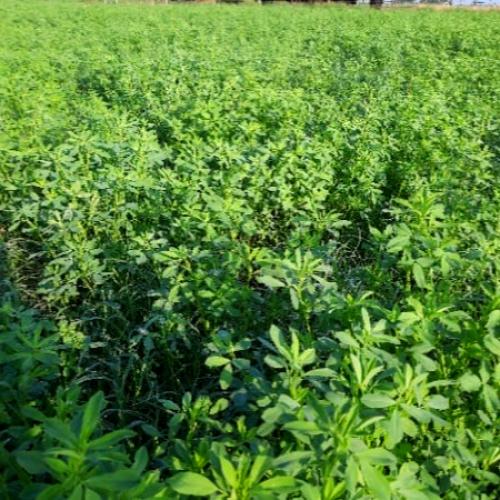 بذور البرسيم الأمريكي