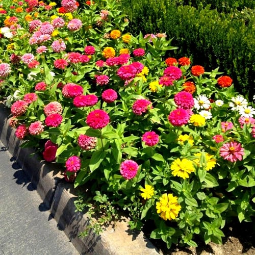 بذور الزينيا