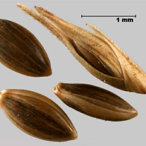 بذور بلوبانيك