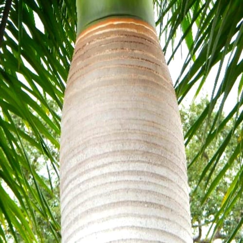 بذور نخيل ملوكي