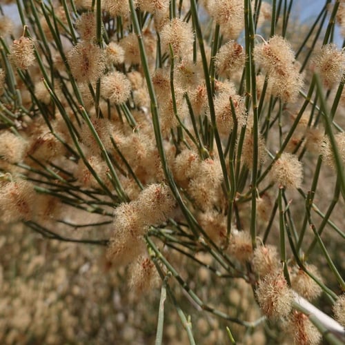 بذور الإرطى