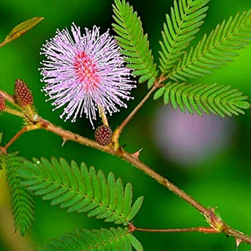 بذور النبتة الخجولة - المستحية