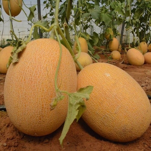 بذور الشمام الإيراني