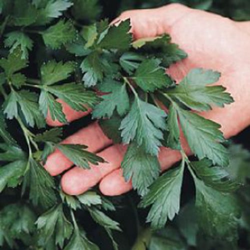 بذور البقدونس