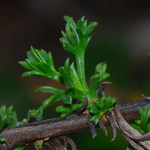 بذور العاذر