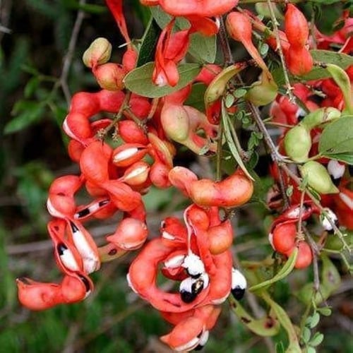 بذور اللوز الهندي