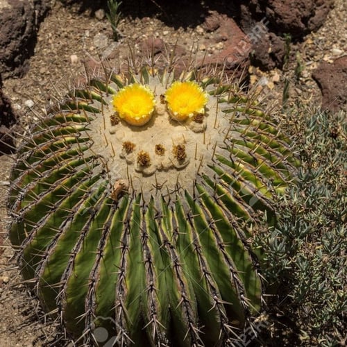 بذور صبار عمة القاضى