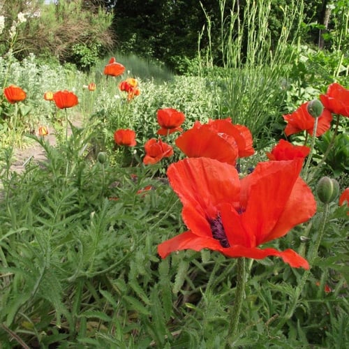بذور الديدحان - شقائق النعمان