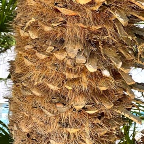 بذور نخيل شاميروبس