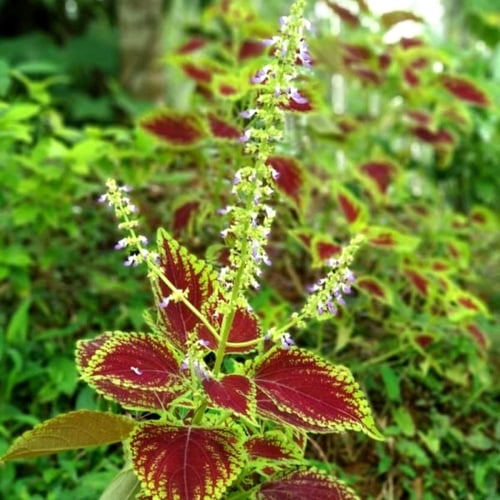 بذور السجّاد - الكوليوس