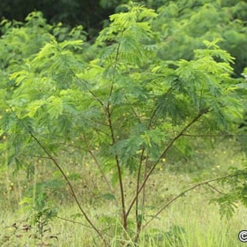 بذور اللوسينيا