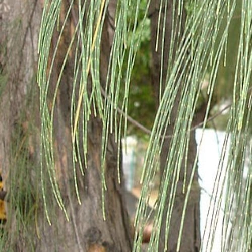 بذور الأثل الأمريكي