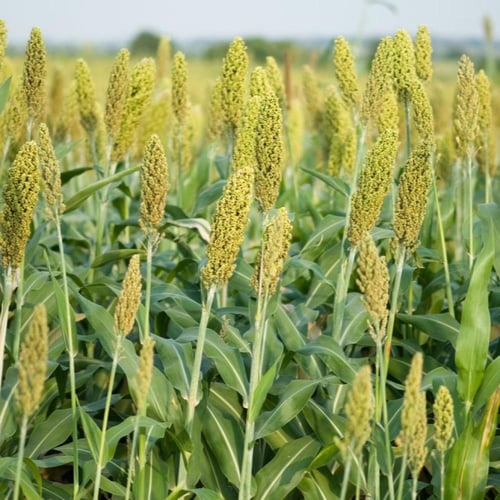 بذور الذرة الجيزانية