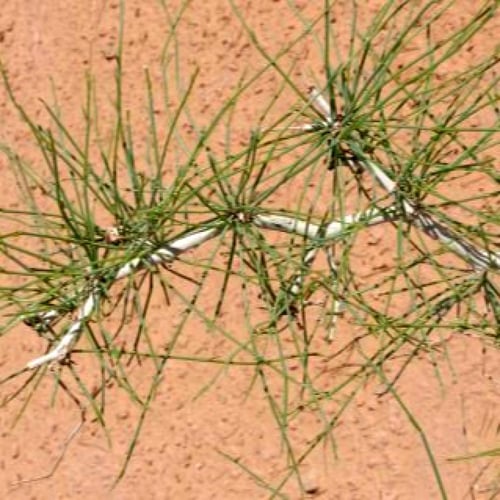 بذور الإرطى