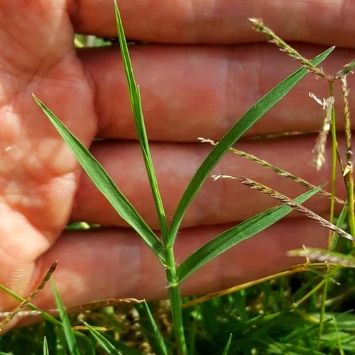 بذور الثيّل | انجيلة