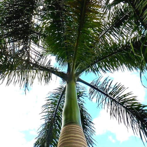 بذور نخيل ملوكي