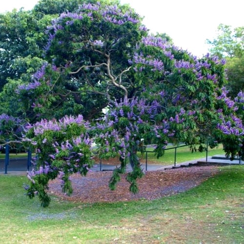 بذور البونجاميا