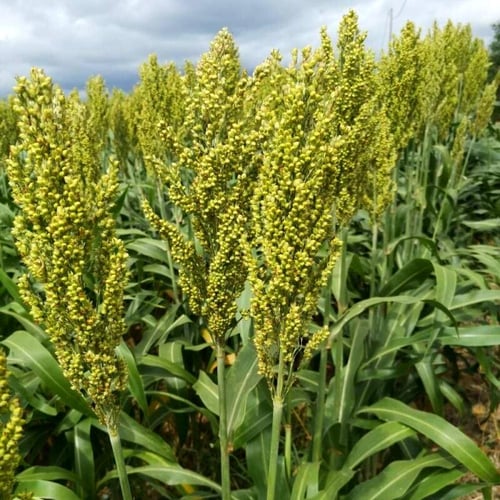 بذور الذرة الجيزانية