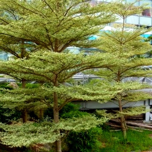 بذور ترمناليا منتالي