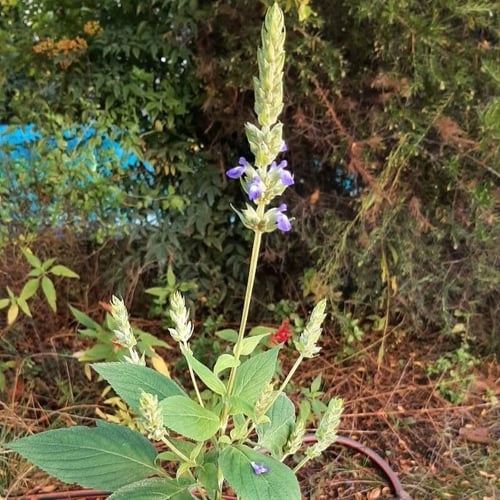 بذور المرامية الإسبانية | الشيا