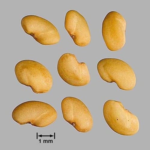 بذور البرسيم الحجازي