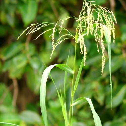 بذور بلوبانيك