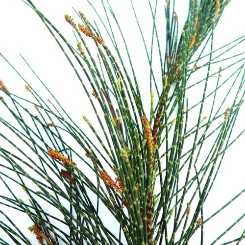 بذور الأثل الأمريكي