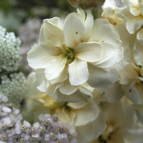 بذور المنثور | أبيض