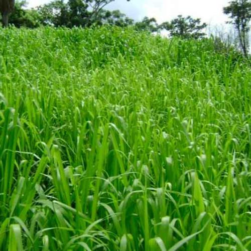 بذور بونيكام أسباني هجين