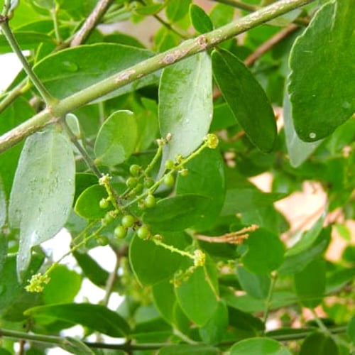 بذور الاراك