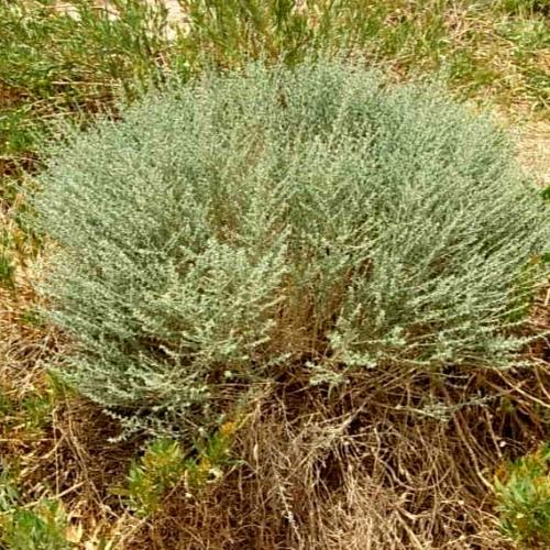 بذور القيصوم